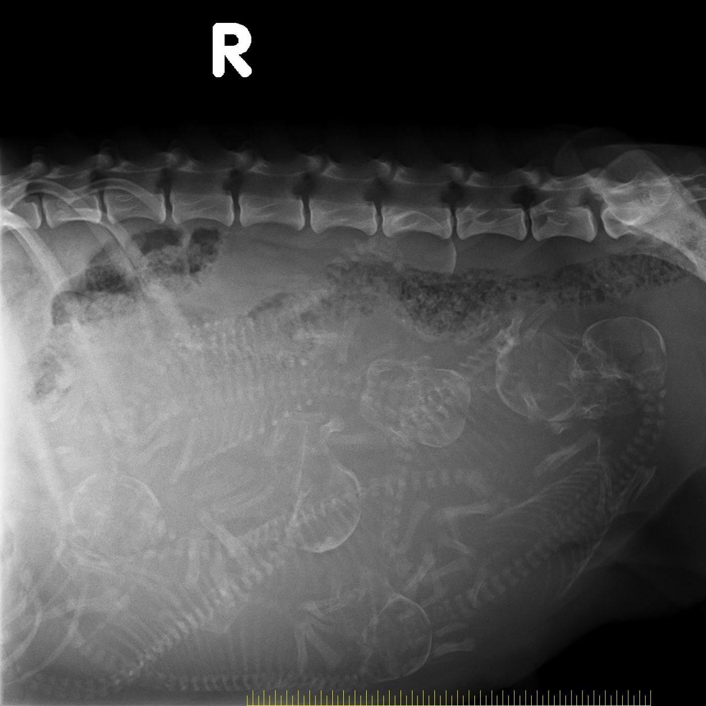狗狗懷孕的X光照
