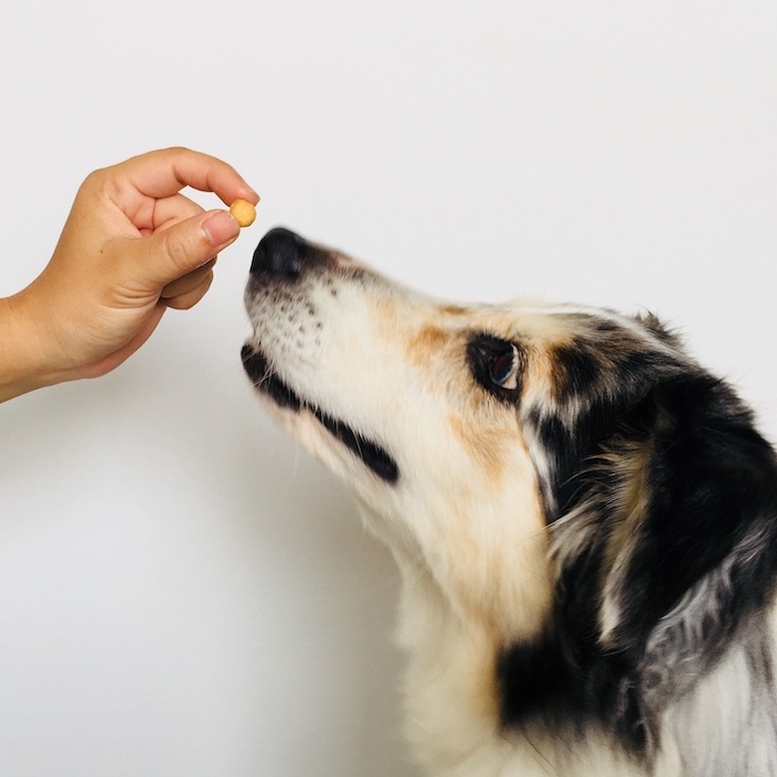餵狗狗吃訓練零食的照片