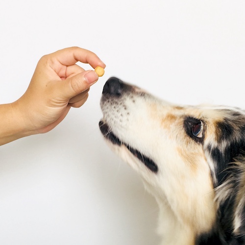 餵狗狗吃訓練零食的照片